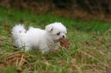 BICHON MALTAIS 152